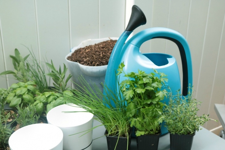Starting A Small Garden How To Start A Small Space Garden | An Appealing Plan Picture 318
