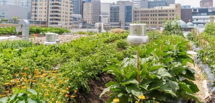 Starting A Small Garden The Best Tips For Starting A Small Urban Garden (With Picture 908