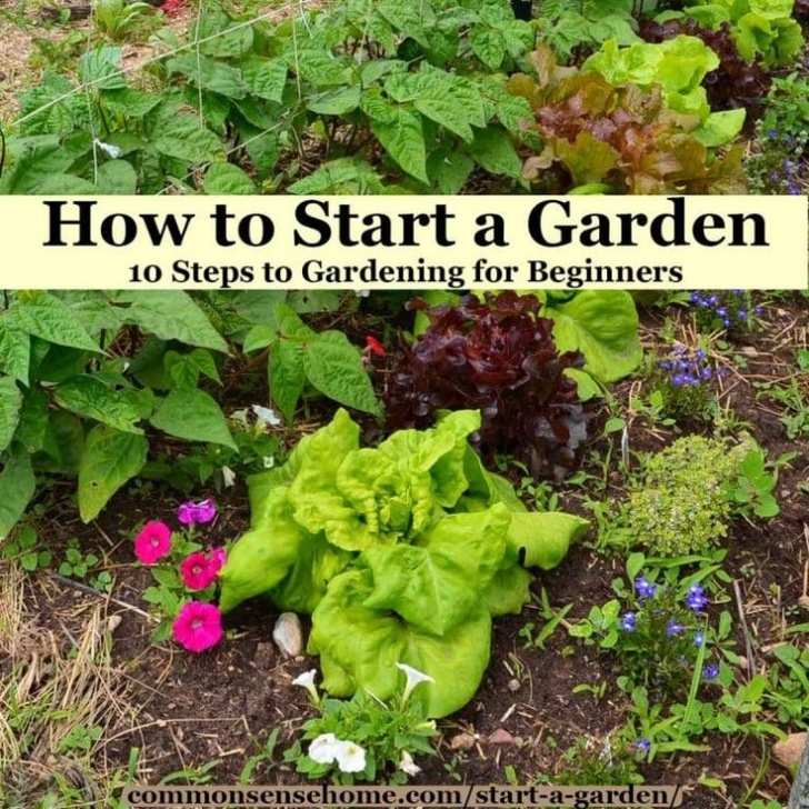 Starting A Vegetable Garden From Scratch How To Start A Garden – 10 Steps To Gardening For Image 935