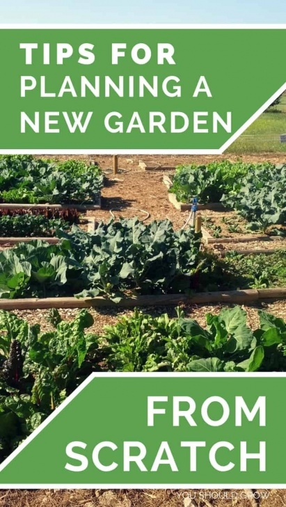 Starting A Vegetable Garden From Scratch How To Start A Vegetable And Herb Garden From Scratch Image 281