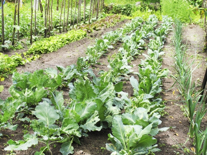 Starting A Vegetable Garden From Scratch How To Start A Vegetable Garden From Scratch - Floral &amp; Hardy Image 841
