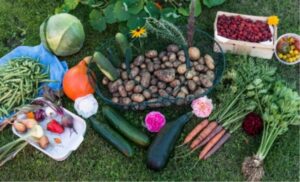Starting A Vegetable Garden From Scratch How To Start A Vegetable Garden From Scratch? - Gardening Image 256