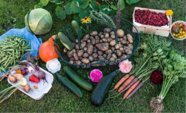 Starting A Vegetable Garden From Scratch How To Start A Vegetable Garden From Scratch? - Gardening Image 256