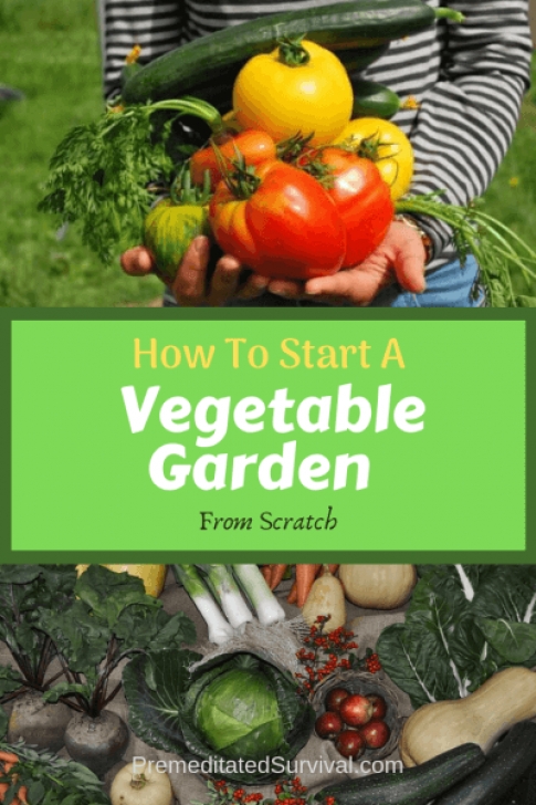 Starting A Vegetable Garden From Scratch How To Start A Vegetable Garden From Scratch Image 143