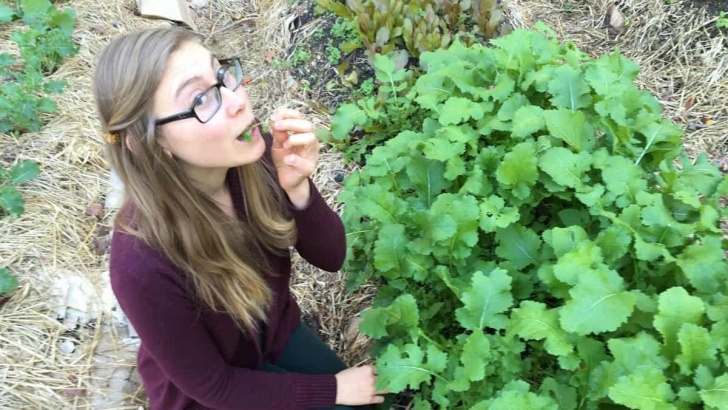 Starting A Vegetable Garden From Scratch How To Start A Vegetable Garden From Scratch - Rebel Photo 592