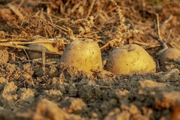 Starting A Vegetable Garden From Scratch How To Start A Vegetable Garden From Scratch - Try To Garden Photo 648