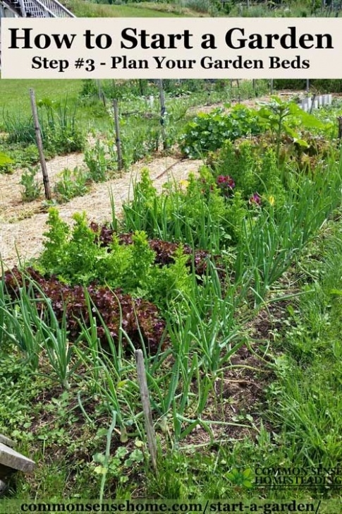 Starting A Veggie Garden How To Start A Garden – 10 Steps To Gardening For Picture 202