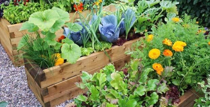 Starting A Veggie Garden How To Start A Vegetable Garden For Beginners Image 477