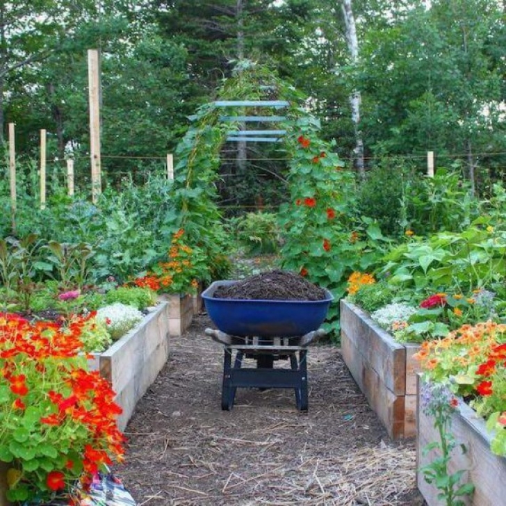 Starting A Veggie Garden Starting A Home Vegetable Garden: Top Easy Tips⎢Ugr Picture 286