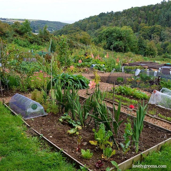 Starting A Veggie Garden Starting A New Vegetable Garden In The Fall • Lovely Greens Image 672