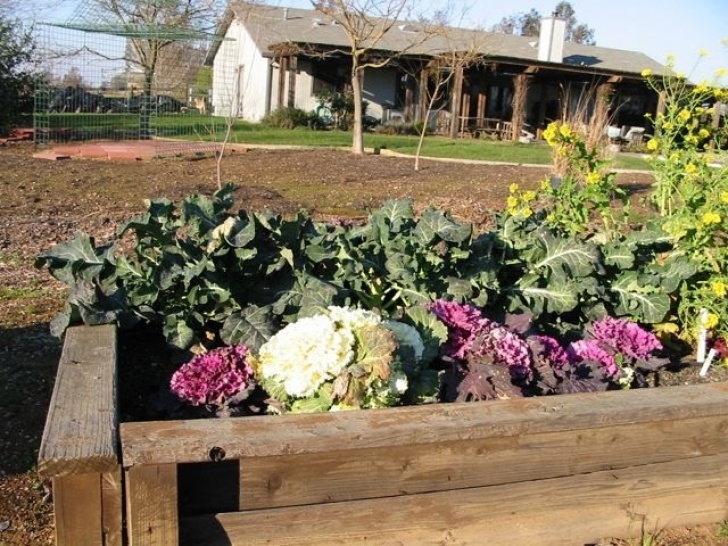 Starting A Veggie Garden The Farmer Fred® Rant: Starting A Vegetable Garden For The Picture 148