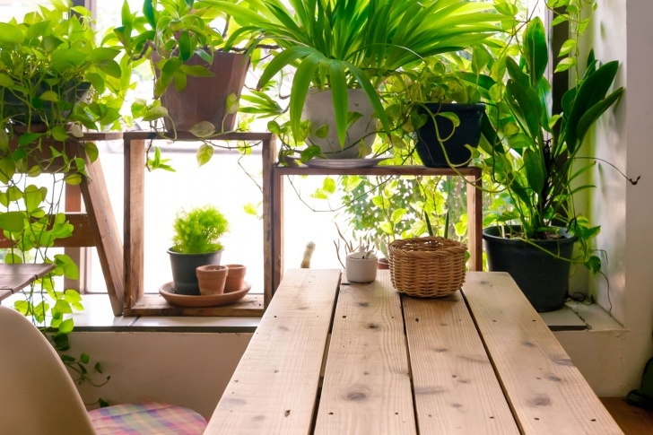 Starting An Indoor Garden How To Start An Indoor Garden Room Image 898