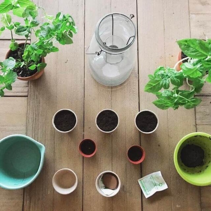 Starting An Indoor Garden How To Start An Indoor Herb Garden From Seeds: Useful Tips Picture 408