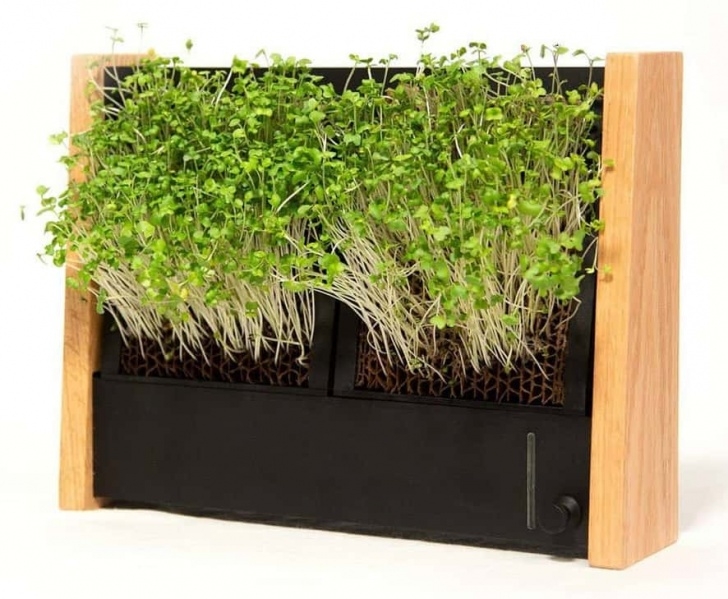 Starting An Indoor Garden Start An Indoor Vegetable Garden: Growing Vegetables Image 885