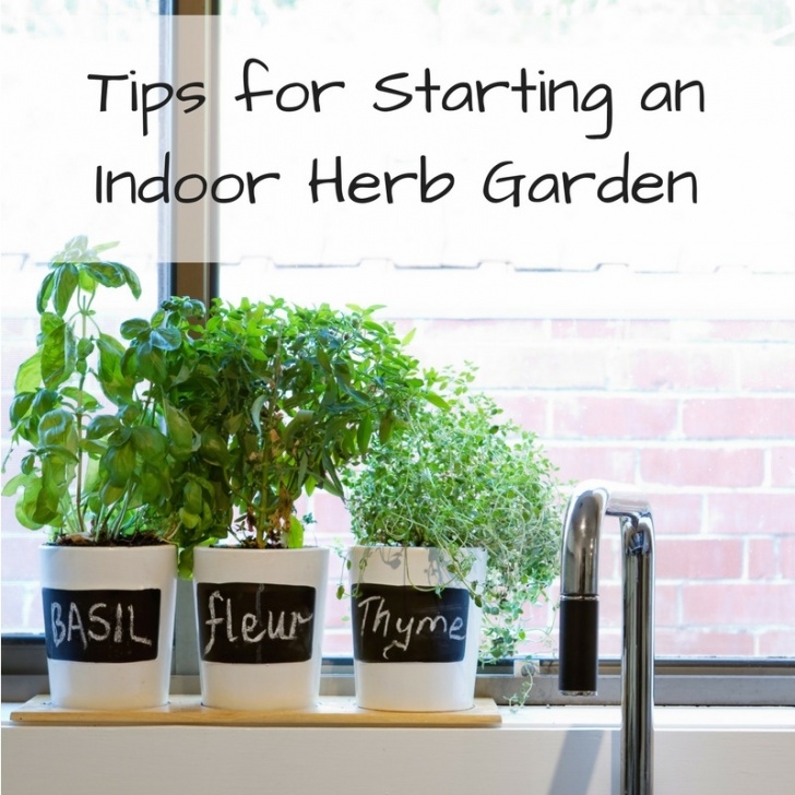 Starting An Indoor Garden Tips For Starting An Indoor Herb Garden - Herb Gardening Info Picture 375
