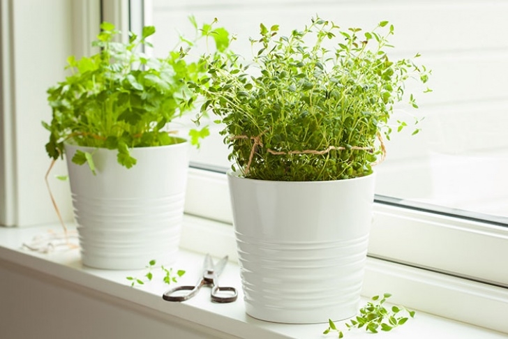 Starting An Indoor Herb Garden How To Start An Indoor Herb Garden (Even With Low Light Image 284