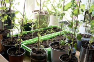 Starting Cucumbers Indoors 14 Best Care Tips For Cucumber Plants - Page 11 Of 15 Picture 852