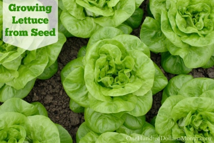 Starting Lettuce Indoors Dig For Your Dinner - Growing Lettuce From Seed Picture 628