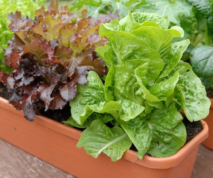 Starting Lettuce Indoors Growing Lettuce In Containers | How To Grow Lettuce In Photo 351
