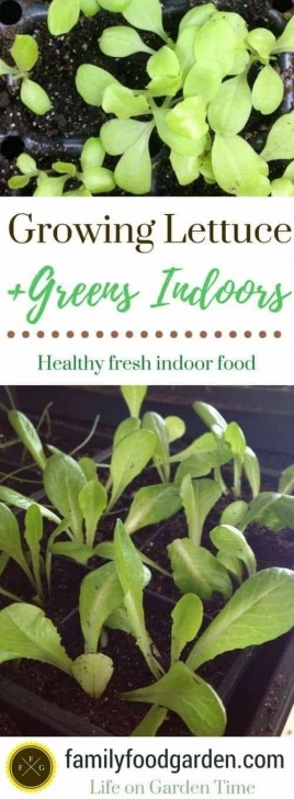 Starting Lettuce Indoors Growing Lettuce Indoors | Family Food Garden Photo 626