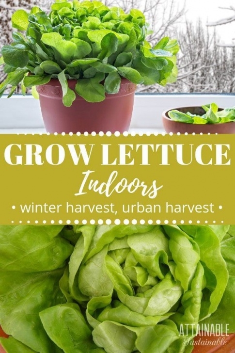 Starting Lettuce Indoors Growing Lettuce Indoors For Fresh Greens In The Winter (Or Image 866