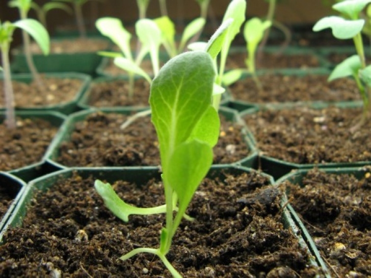 Starting Lettuce Indoors How To Grow Lettuce Indoors |The Garden Of Eaden Photo 172