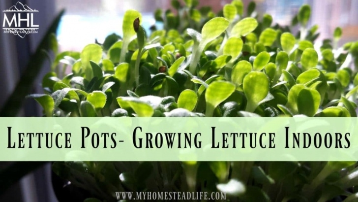 Starting Lettuce Indoors Lettuce Pots- Growing Lettuce Indoors - My Homestead Life Photo 691