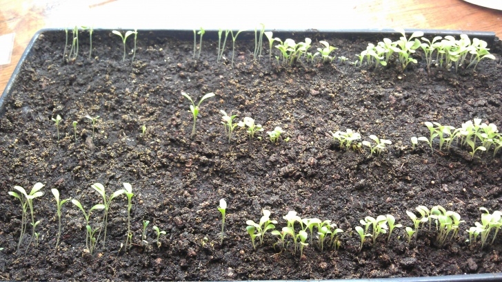 Starting Lettuce Indoors Old School – Self Reliance 101 » Blog Archive » Growing Picture 489