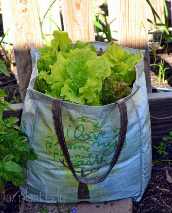 Starting Lettuce Indoors Start Your Own Lettuce Seedlings In Recycled Plastic Image 969