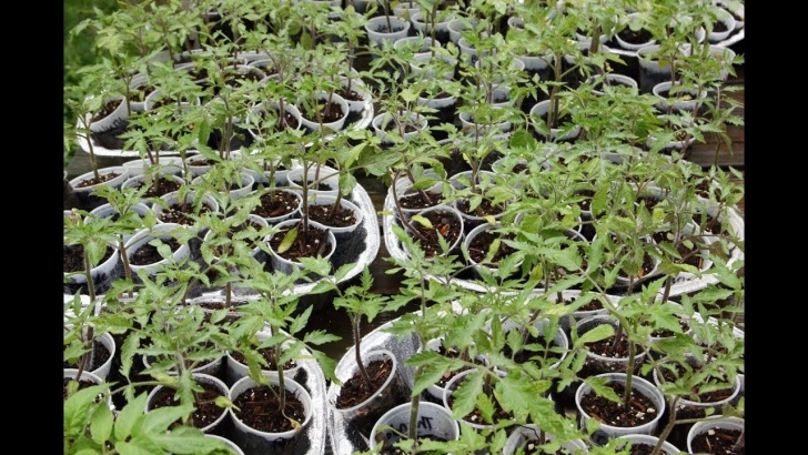 Starting Tomato Plants From Seed Growing Tomatoes Without A Grow Light! How I Grew Over 100 Picture 383