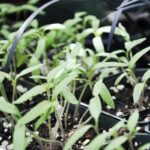 Starting Tomato Plants From Seed Growing With Plants: How To Grow Tomatoes From Seed. Picture 053
