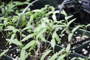 Starting Tomato Plants From Seed Growing With Plants: How To Grow Tomatoes From Seed. Picture 053