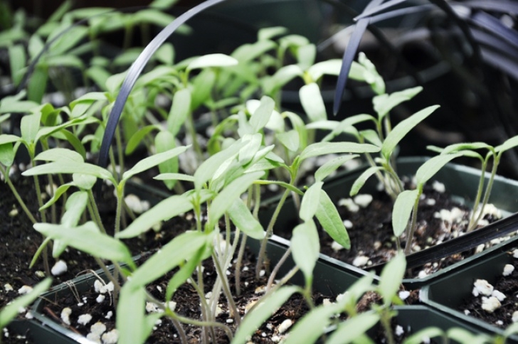 Starting Tomato Plants From Seed Growing With Plants: How To Grow Tomatoes From Seed. Picture 053