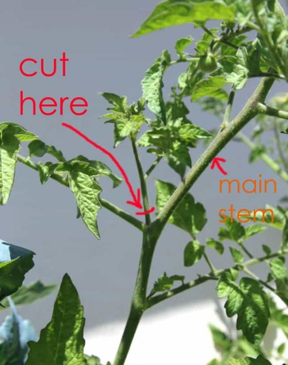 Starting Tomato Plants From Seed How To Grow Tomato Plants From Cuttings In 1 Week - A Image 091