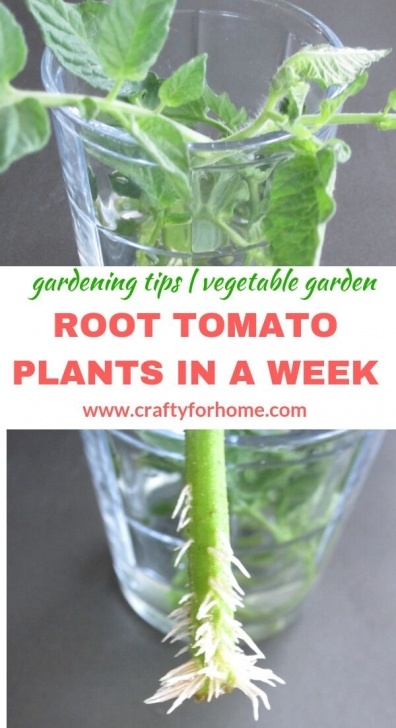Starting Tomato Plants From Seed How To Root Tomato Plants From Cuttings | Tomato Seedlings Picture 337