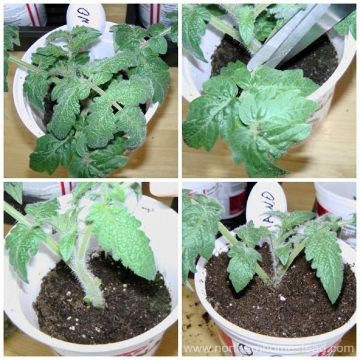 Starting Tomato Plants From Seed How To Start Tomatoes From Seeds | Growing Tomato Plants Photo 211