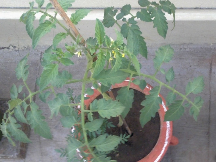 Starting Tomato Plants From Seed Plants Growing In My Potted Garden.: How To Grow Tomatoes Image 352