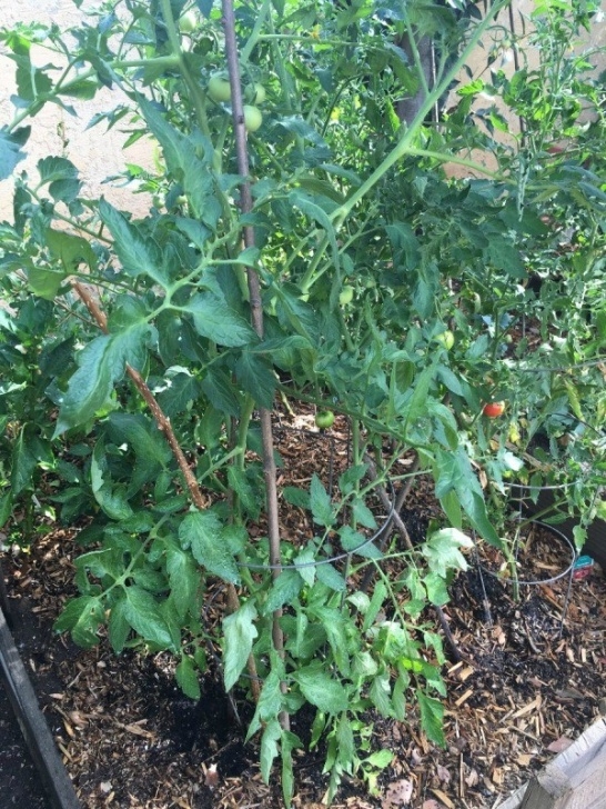 Starting Tomato Plants From Seed Starting Tomato Plants From Cuttings | Thriftyfun Picture 157