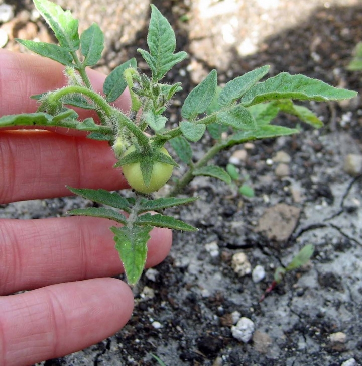 Starting Tomato Plants From Seed Tomato Seedling Progress Report Image 794