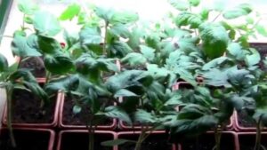 Starting Tomato Plants Indoors Tomato Plants Started From Seeds Indoors Under A Grow Picture 513