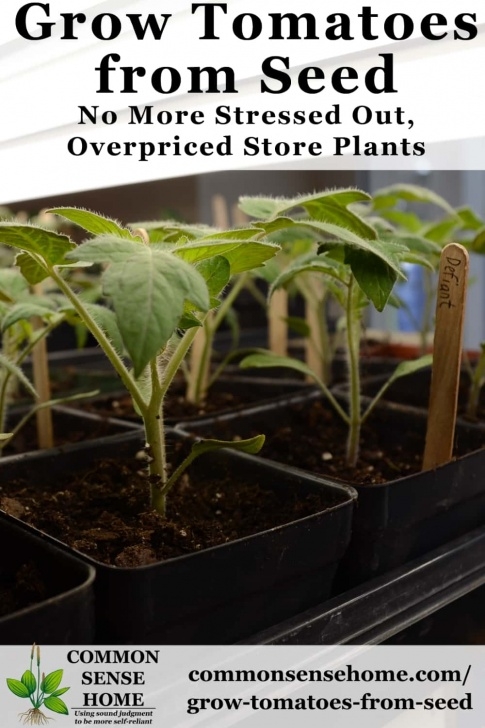 Starting Tomato Seeds Indoors Grow Tomatoes From Seed - Save Money, Get More Varieties Picture 288