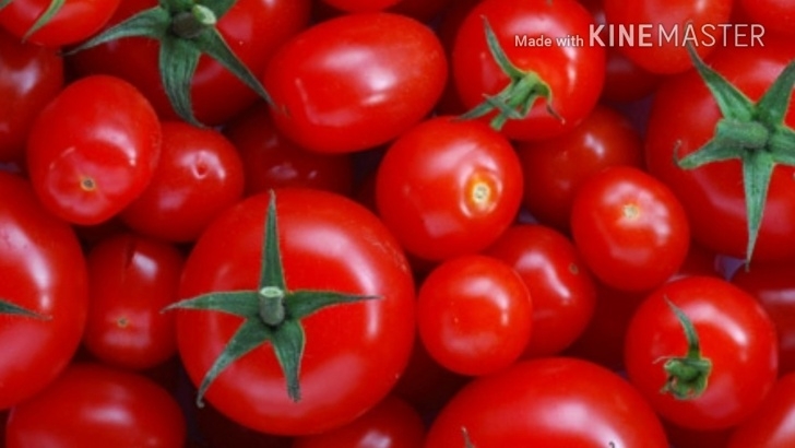 Starting Tomato Seeds Indoors How To Plant Tomatoes.starting Tomato Seeds Indoors Photo 116