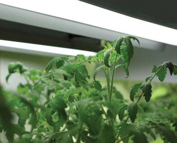 Starting Tomato Seeds Indoors How To Start Seeds Indoors - Farm And Garden - Grit Magazine Image 794