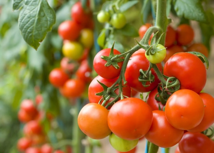Starting Tomato Seeds Indoors How To Start Tomatoes From Seed | Garden Club Picture 194