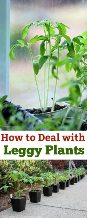 Starting Tomato Seeds Indoors Leggy Or Spindly Seedlings | Tomato Seedlings, Growing Image 635