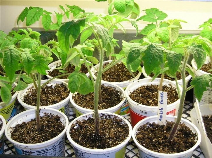 Starting Tomato Seeds Indoors Re-Potting Tomato Seedlings | Tomato Seedlings, Growing Photo 310