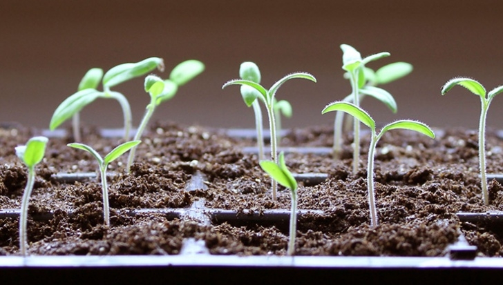 Starting Tomato Seeds Indoors Seed-Starting Faqs - How To Start Seeds | Gardener'S Supply Image 746