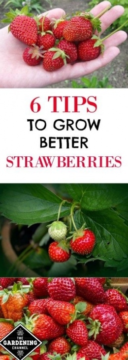Strawberries Companion Plants 6 Tips For Better Results Growing Strawberries Picture 137
