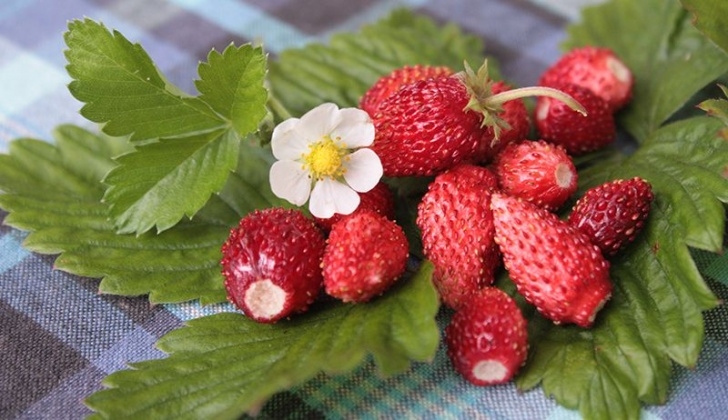 Strawberries Companion Plants Alpine Strawberries | Alpine Strawberries, Strawberry Picture 443