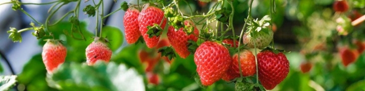 Strawberries Companion Plants Companion Planting For Strawberries | Lovemy.garden Image 695